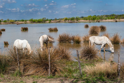 View of sheep in the lake