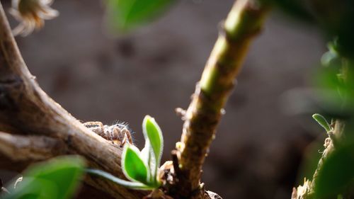 Close-up of plant