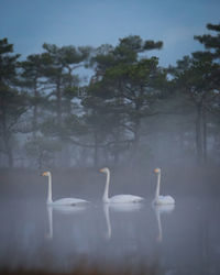 Swan in a lake