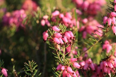 Close-up of pink flowering plants