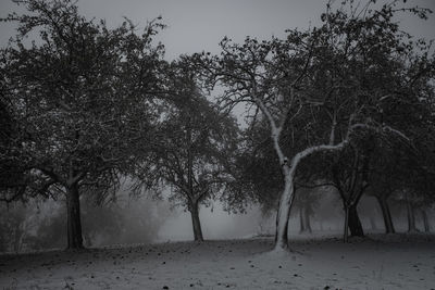 Trees growing on land against sky