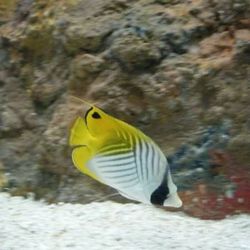 Close-up portrait of yellow duck swimming in sea