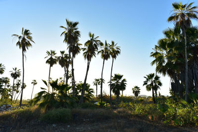 Palm trees on field against clear sky