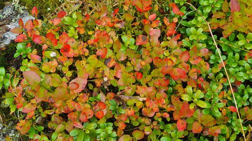 High angle view of maple leaves on plant during autumn