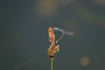 Close-up of dragonfly on twig