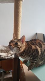 Portrait of horse sitting