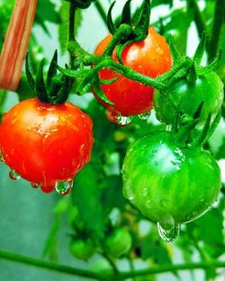 Close-up of wet tomatoes growing on plant