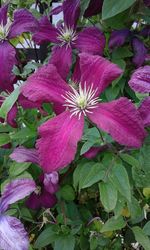 Close-up of pink flowers