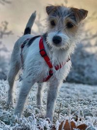 Portrait of dog standing outdoors