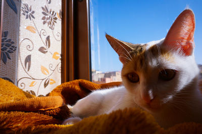 Close-up of cat on window