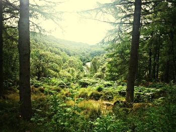 Scenic view of forest