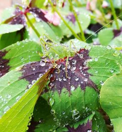Close-up of insect on wet leaf