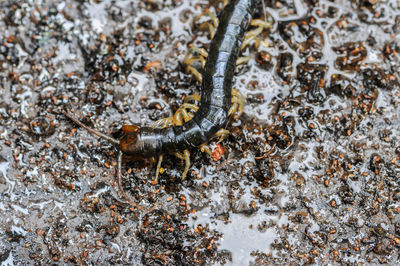 High angle view of insect on field