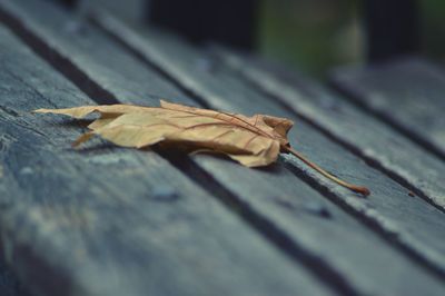 Close-up of wooden surface