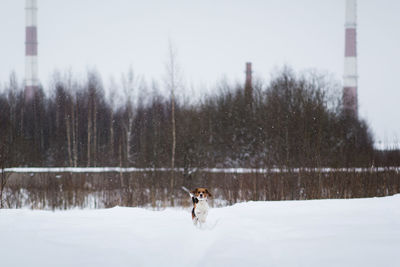 View of dog running on snow covered landscape