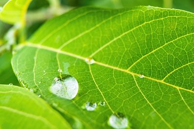 Close-up of green leaf