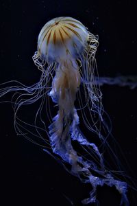 Close-up of jellyfish in water