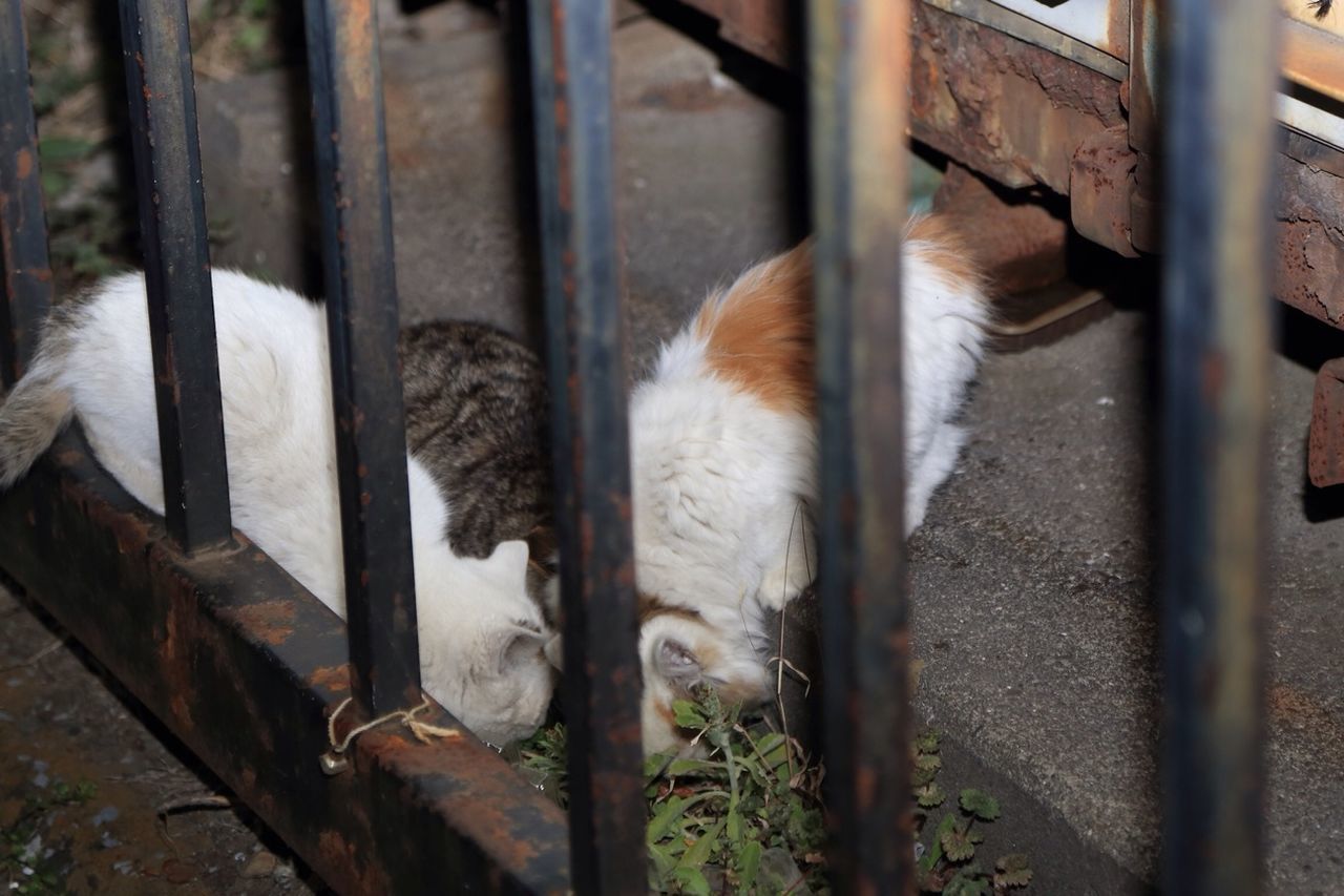 The family of a stray cat.⑷