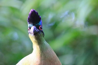 Close-up of a bird