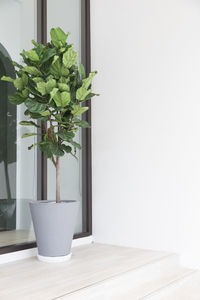 Potted plant on table at home