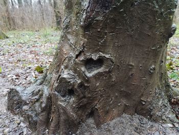Close-up of tree trunk in forest