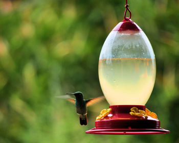Close-up of bird feeder