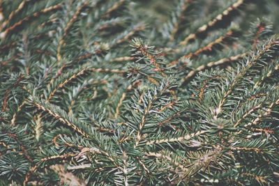 Close-up of pine tree