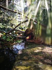 Close-up of water flowing in forest