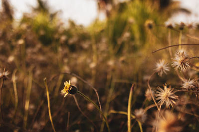 Close-up of yellow flowering plant on field