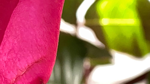 Close-up of pink leaf on wall