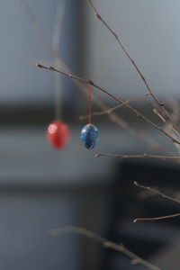 Close-up of easter eggs hanging on branch
