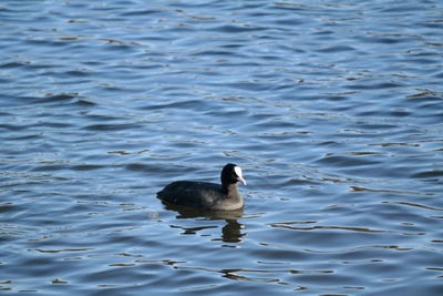 High angle view of duck swimming on lake