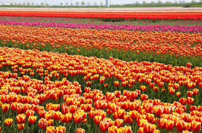 Scenic view of red tulip flowers on field