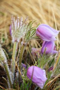 Close-up of purple flowers