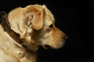 Close-up of dog against black background