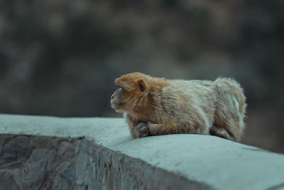 Monkey sitting on rock