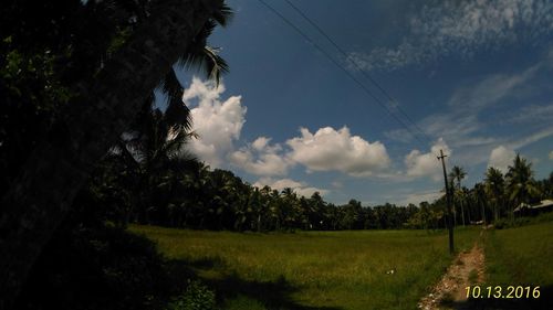 Trees on grassy landscape against clouds