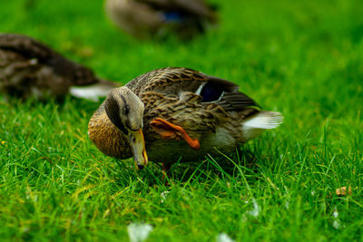 Mallard duck on field