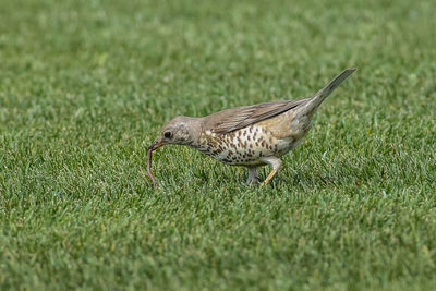 Side view of a bird on field