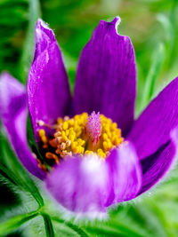 Close-up of purple flowering plant