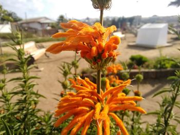 Close-up of yellow flower blooming outdoors