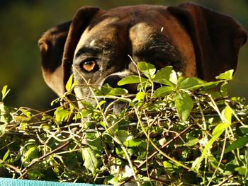 Close-up portrait of dog