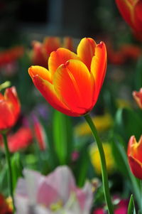 Close-up of red tulip