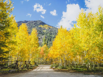 Yellow flowering plants by road against sky during autumn