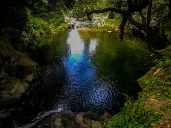 Scenic view of stream amidst trees in forest