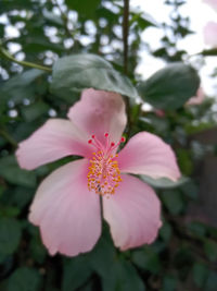 Close-up of pink flower