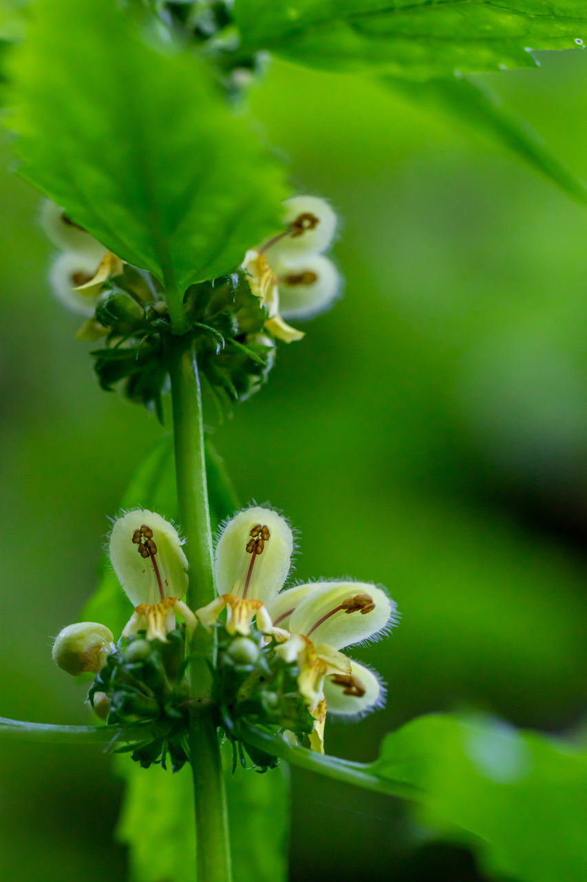 CLOSE-UP OF GREEN PLANT ON WHITE FLOWERING PLANTS