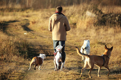 Rear view of man with dogs walking on land