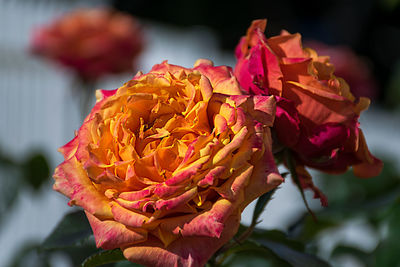 Close-up of rose bouquet