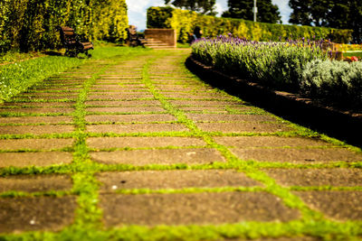 Walkway in park